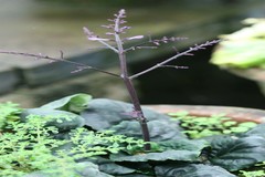 Gymnostachyum polyanthum